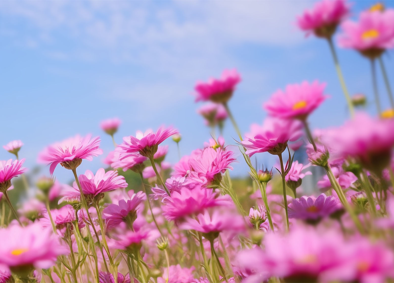 凜冬終散，執(zhí)著盼春