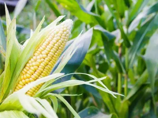 感恩農(nóng)民，珍惜糧食