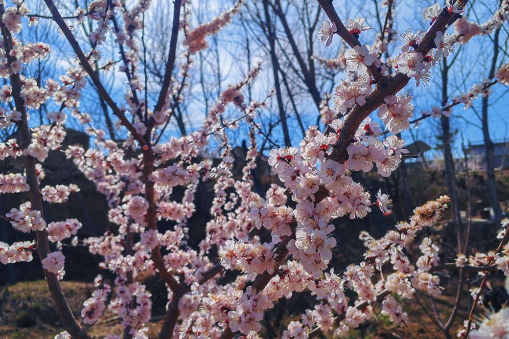 關(guān)于春天：微風(fēng)，野花，風(fēng)箏，還有好久不見的你