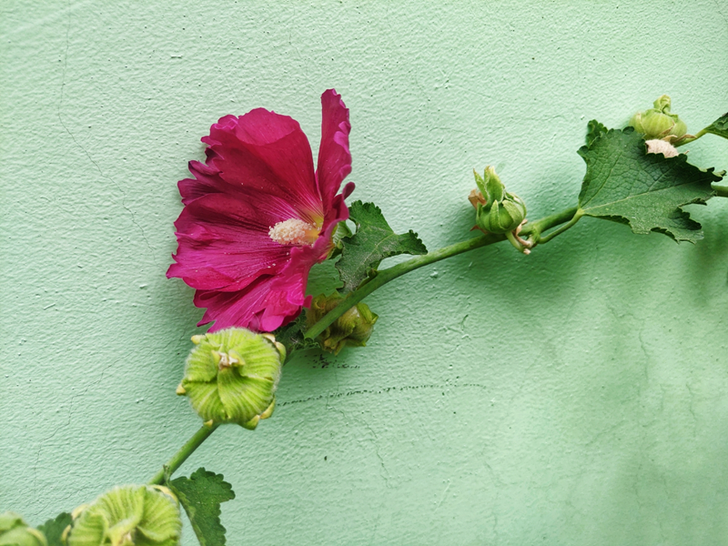 蜀葵花開(kāi)，藏在記憶里的祖孫情