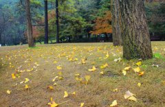 落葉無(wú)語(yǔ)