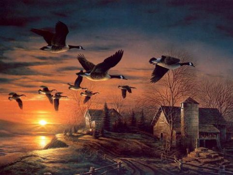 讀《飛鳥(niǎo)集》有感