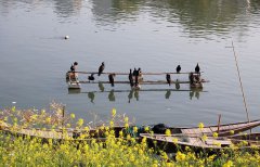 春色三月，醉美江西