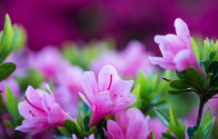 我和花兒的那些事