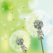 你若盛開，清風(fēng)自來