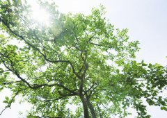 學(xué)會放棄，勇于擔當