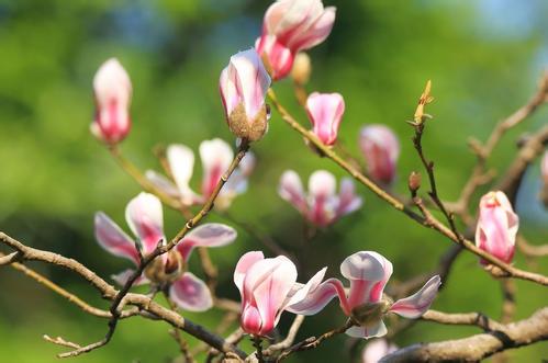 一年之計(jì)在于春，擼起袖子加油干