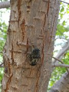 居高聲自遠(yuǎn)，非是借秋風(fēng)