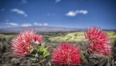 讓生命之花永遠(yuǎn)綻放