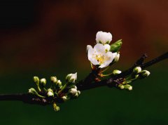 共同戰(zhàn)“疫”：抗擊肺炎有感