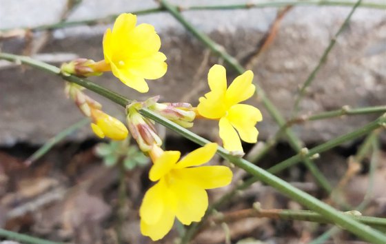 春天已經(jīng)到來，勝利的腳步還會遠嗎？