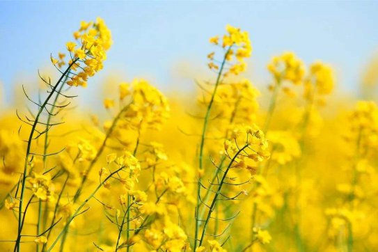 待到疫情散去，一起笑看春暖花開