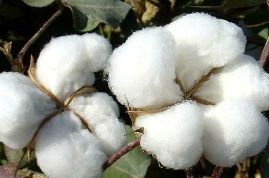 度之往事，驗(yàn)之來事——我與新疆棉的故事