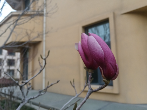 玉蘭花開問(wèn)君安