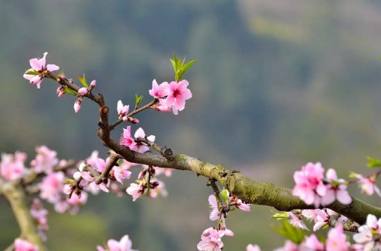 這個(gè)春天，有疫更有情